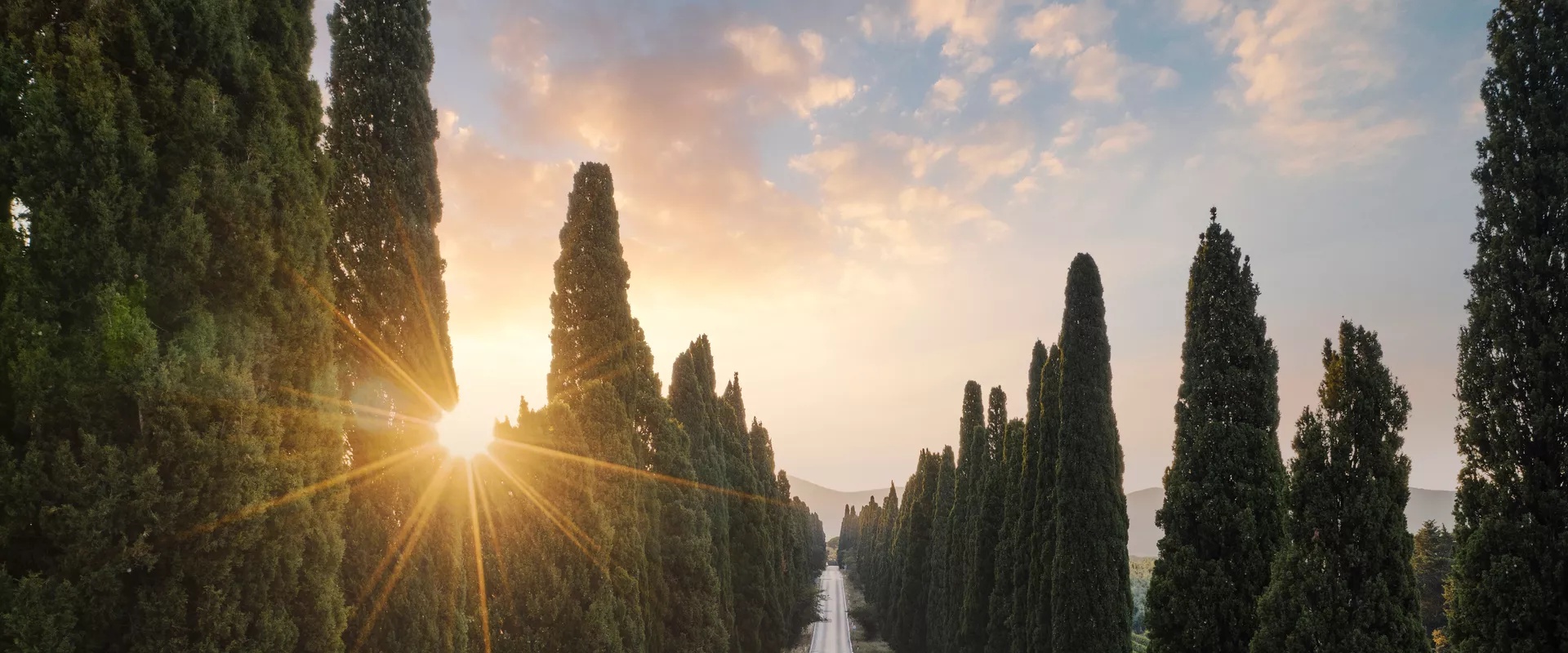 Tree-lined road at sunset